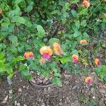 Kennedia coccinea Fleur