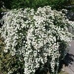 Spiraea trilobataКвітка