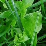 Taraxacum campylodes Leaf