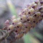 Polystachya stuhlmannii Flower