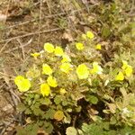 Oxalis frutescens Habitatea