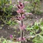 Stachys affinis Flor