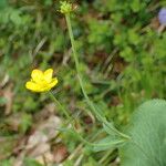 Ranunculus thora Anders