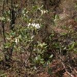 Rhododendron campanulatum Natur