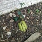 Sechium edule Φρούτο