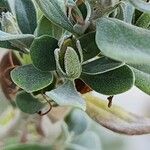 Leucophyllum frutescens Fruto