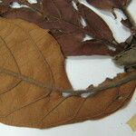 Ficus panurensis Other