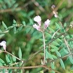 Vicia disperma Flower