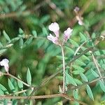 Vicia disperma 花