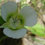 Calochortus gunnisonii Flower