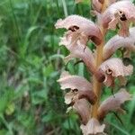 Orobanche caryophyllacea Fiore