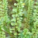 Lepidium bonariense 果實