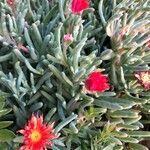 Malephora crocea Цветок