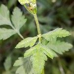 Torilis arvensis Other