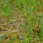 Festuca rubra Цвят