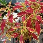 Amaranthus tricolorЦветок