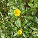 Ludwigia peploides ᱥᱟᱠᱟᱢ