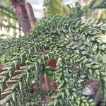 Araucaria laubenfelsii Hoja