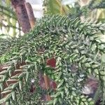 Araucaria laubenfelsii पत्ता