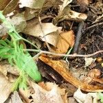 Dicentra canadensis Hábitos