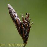Carex mucronata Плод