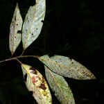 Ocotea glomerata Leaf