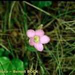 Centaurium portense Mosusu