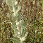 Verbascum pulverulentum Leaf