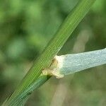 Festuca pratensis Levél