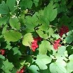 Viburnum trilobum पत्ता