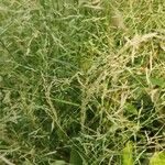 Eragrostis barrelieri Συνήθη χαρακτηριστικά