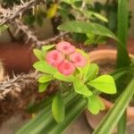 Euphorbia milii Fiore