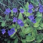 Pinguicula grandiflora Libunga