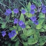 Pinguicula grandiflora Агульны выгляд