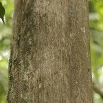 Duroia longiflora Bark