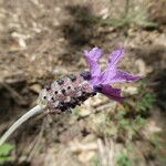 Lavandula pedunculata Цветок