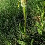 Hypochaeris uniflora Folha