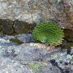 Saxifraga florulenta Blad