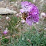 Armeria multiceps Flor