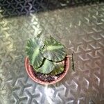 Begonia cleopatrae Leaf