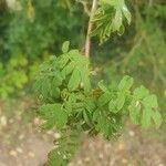 Rosa sericea Likasa