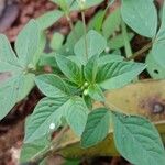 Cleome rutidosperma ഇല