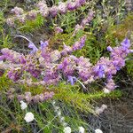 Trichostema lanatum Hábito