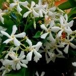 Trachelospermum jasminoides Flor