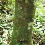 Funtumia africana Ŝelo