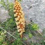 Orobanche laserpitii-sileris 花