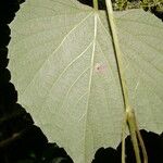 Vitis tiliifolia Leaf