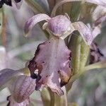 Himantoglossum robertianum ᱵᱟᱦᱟ