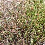 Salicornia perennis Leaf