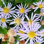 Aster ageratoides Blüte